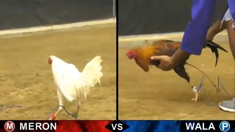 Bật Mí Bí Quyết Và Cách Chơi Đá Gà Sabong Tại VT999 Hiệu Quả